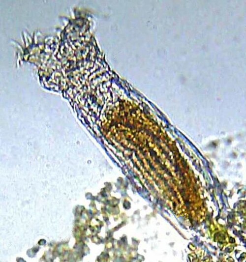 Microscope photograph of a bdelloid rotifer, a microscopic freshwater animal that has reproduced asexually for millions of years