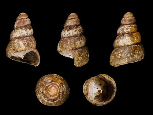 Shells of the New Zealand mud snail Potamopyrgus antipodarum, a key model organism for studying the evolution of sex