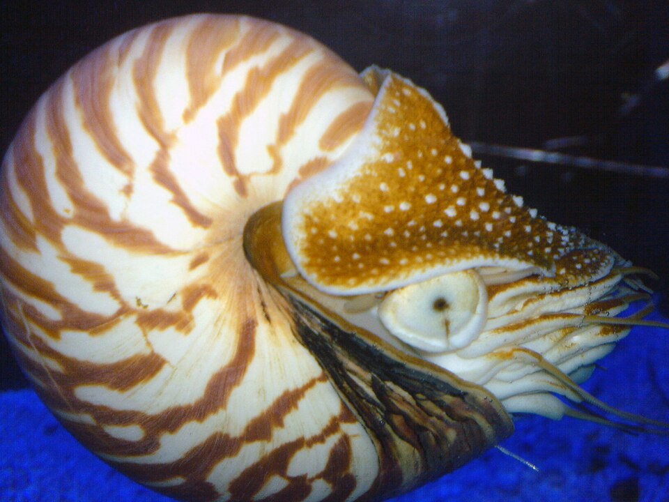 A living chambered nautilus (Nautilus pompilius) showing its primitive pinhole eye without a lens