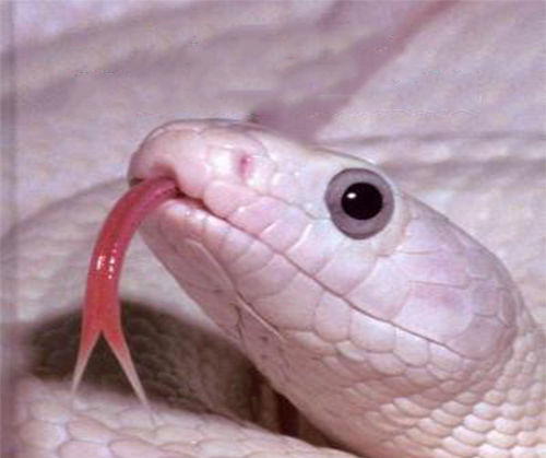 Snake with visible fangs showing venom delivery apparatus