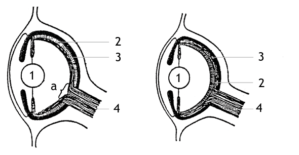 Diagram comparing the human eye and octopus eye, numbering the key structural differences including the inverted retina and blind spot in the human eye