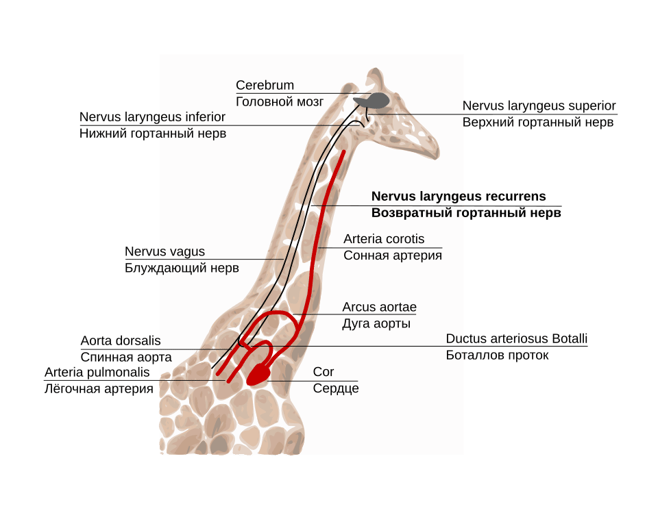 Diagram of a giraffe showing the extreme detour of the recurrent laryngeal nerve from the brain, down around the aortic arch, and back up to the larynx
