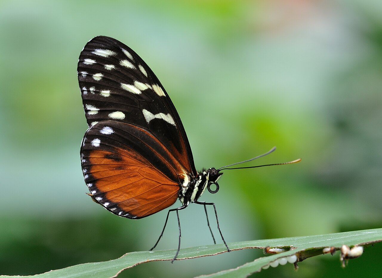Heliconius butterfly wing pattern showing morphological diversity