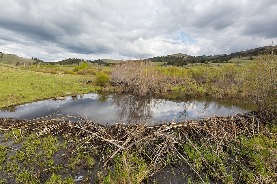A beaver pond in the Lamar Valley of Yellowstone National Park, with calm water held back by a constructed dam and surrounding wetland vegetation