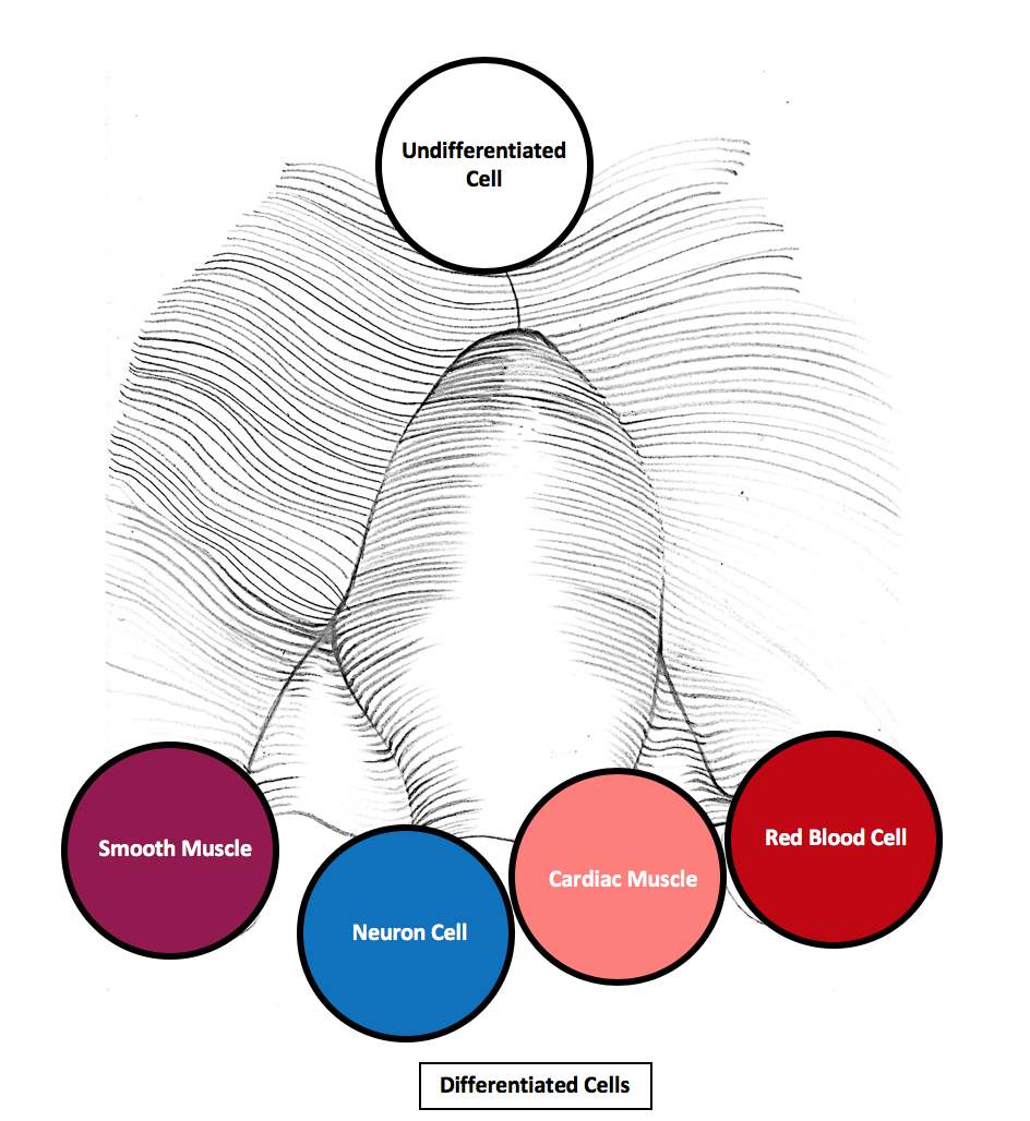 A schematic adaptation of Conrad Waddington's epigenetic landscape, showing an undifferentiated cell as a ball rolling down a sloped surface that branches into multiple developmental valleys