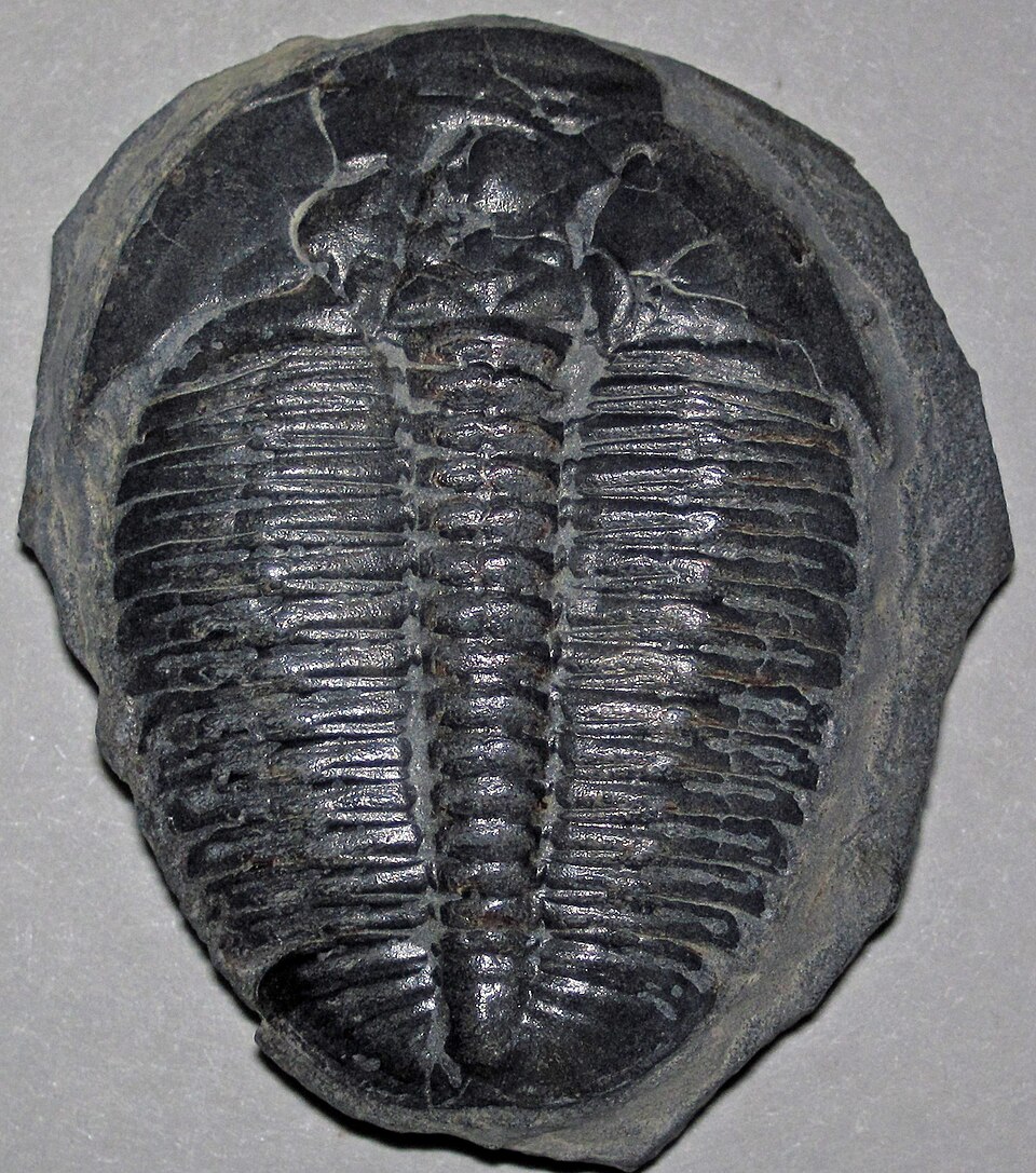 Fossil specimen of Elrathia kingii, a Middle Cambrian trilobite from the Wheeler Formation of Utah, showing the segmented exoskeleton preserved in fine-grained shale