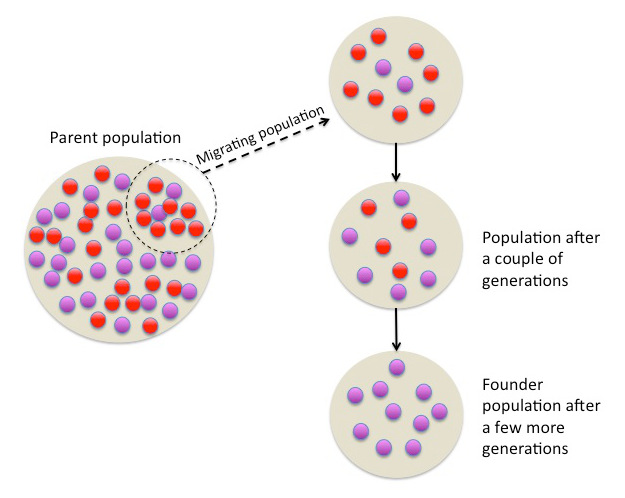 Illustration of founder effect