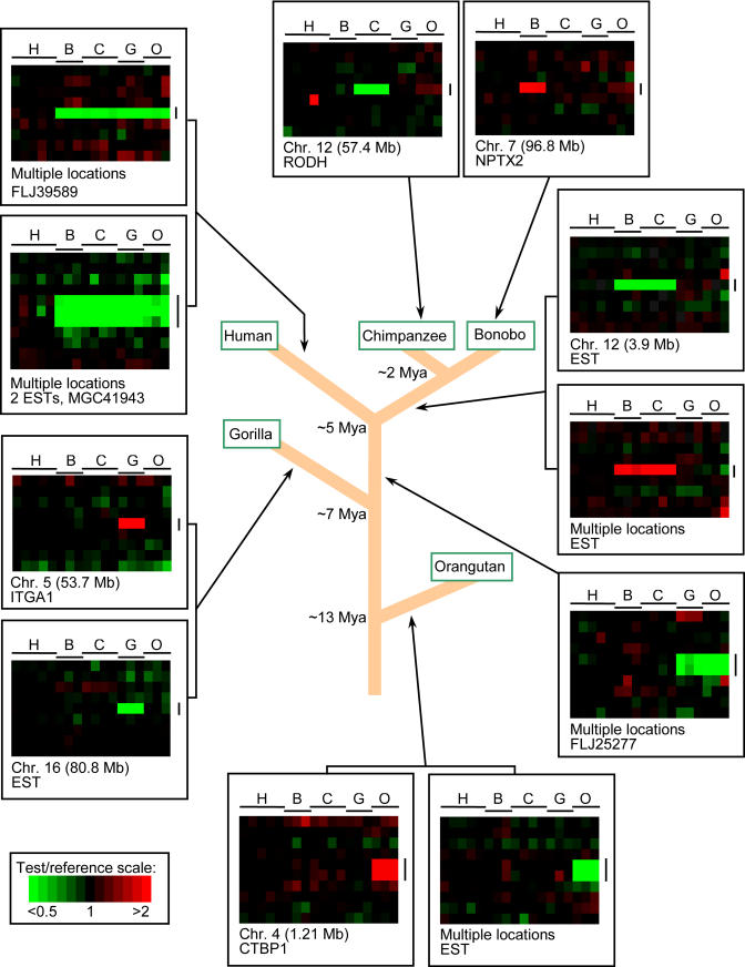 Illustration related to gene duplication