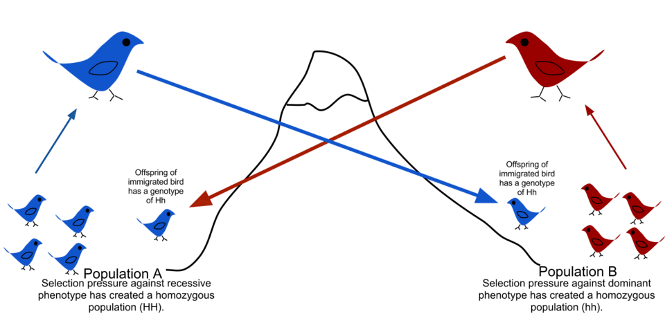 Diagram showing gene flow between two bird populations through migration of individuals