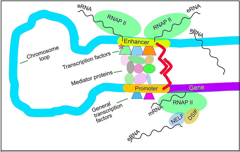 Diagram showing how an enhancer region loops to contact a promoter and initiate transcription in metazoans