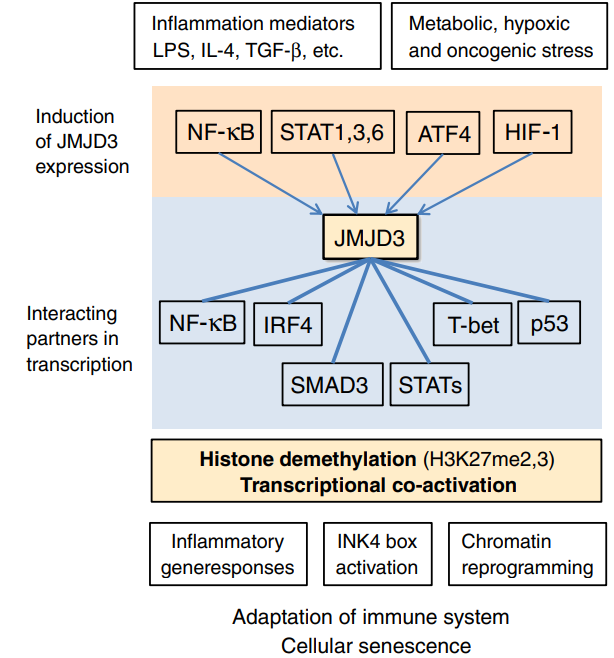 Illustration related to gene regulatory networks