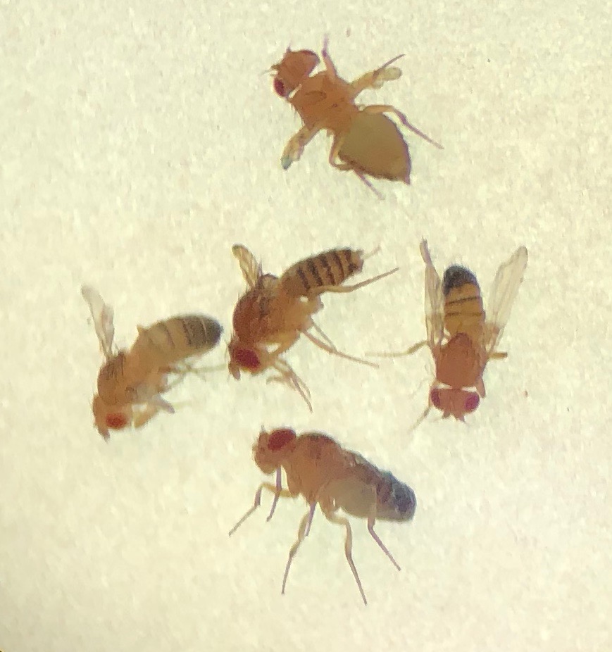 Drosophila melanogaster with vestigial wing mutation