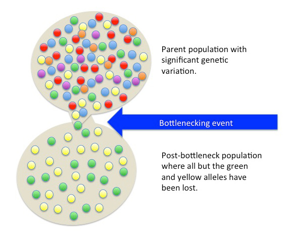 Illustration of founder effect