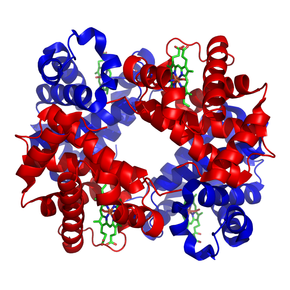 Ribbon diagram of the three-dimensional structure of human haemoglobin, showing four subunits (two alpha and two beta chains) each with a heme group