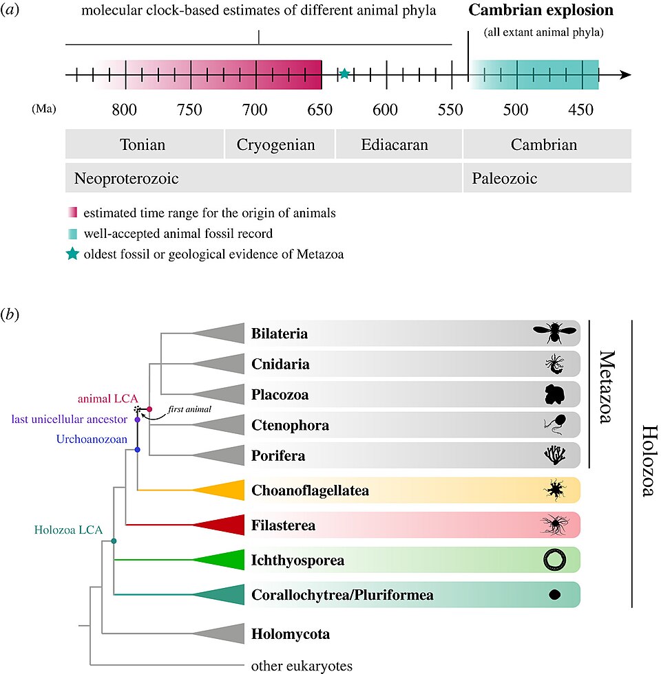 Phylogenetic tree of animals and their unicellular relatives with a geological timeline showing early animal evolution