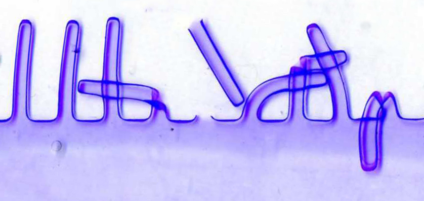 Polyacrylamide protein gel showing bands of proteins separated by molecular weight in multiple lanes