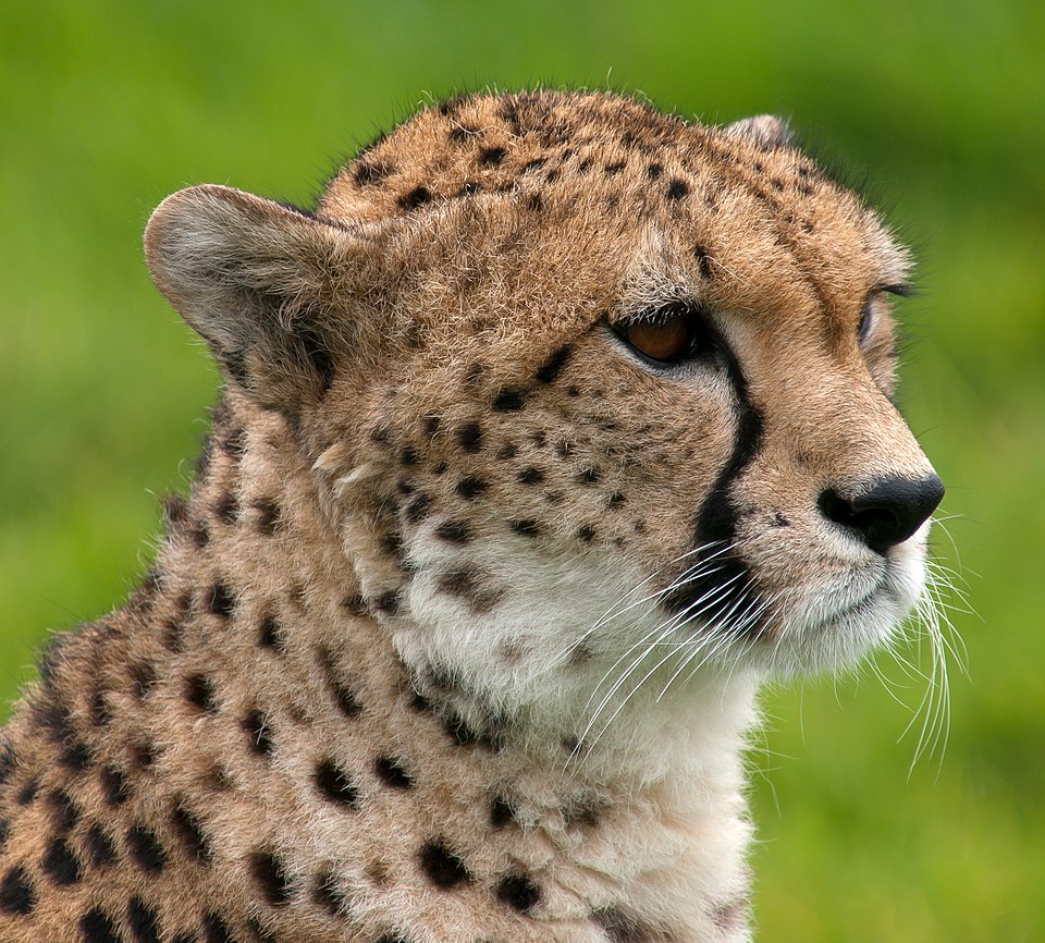 Close-up portrait of a cheetah showing facial detail and spotted coat pattern