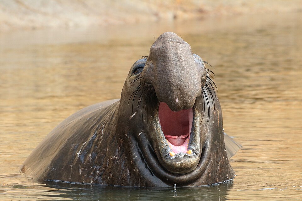 A subadult male northern elephant seal bellowing on a California beach