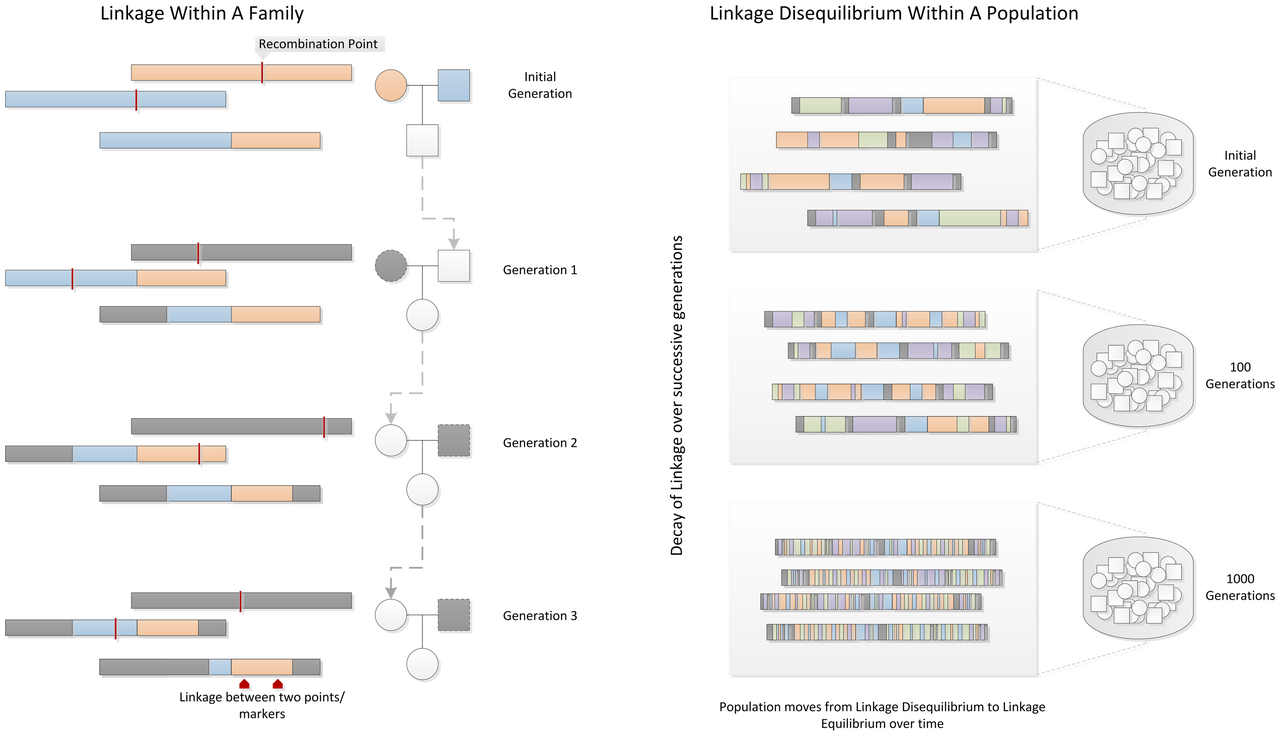 Diagram of a selective sweep across a chromosome region