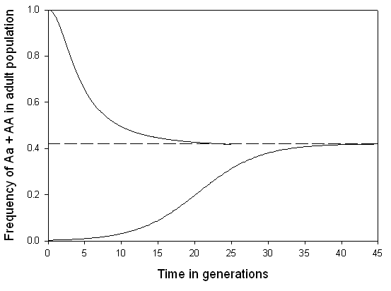 Drosophila melanogaster, the model organism central to studies of genetic load