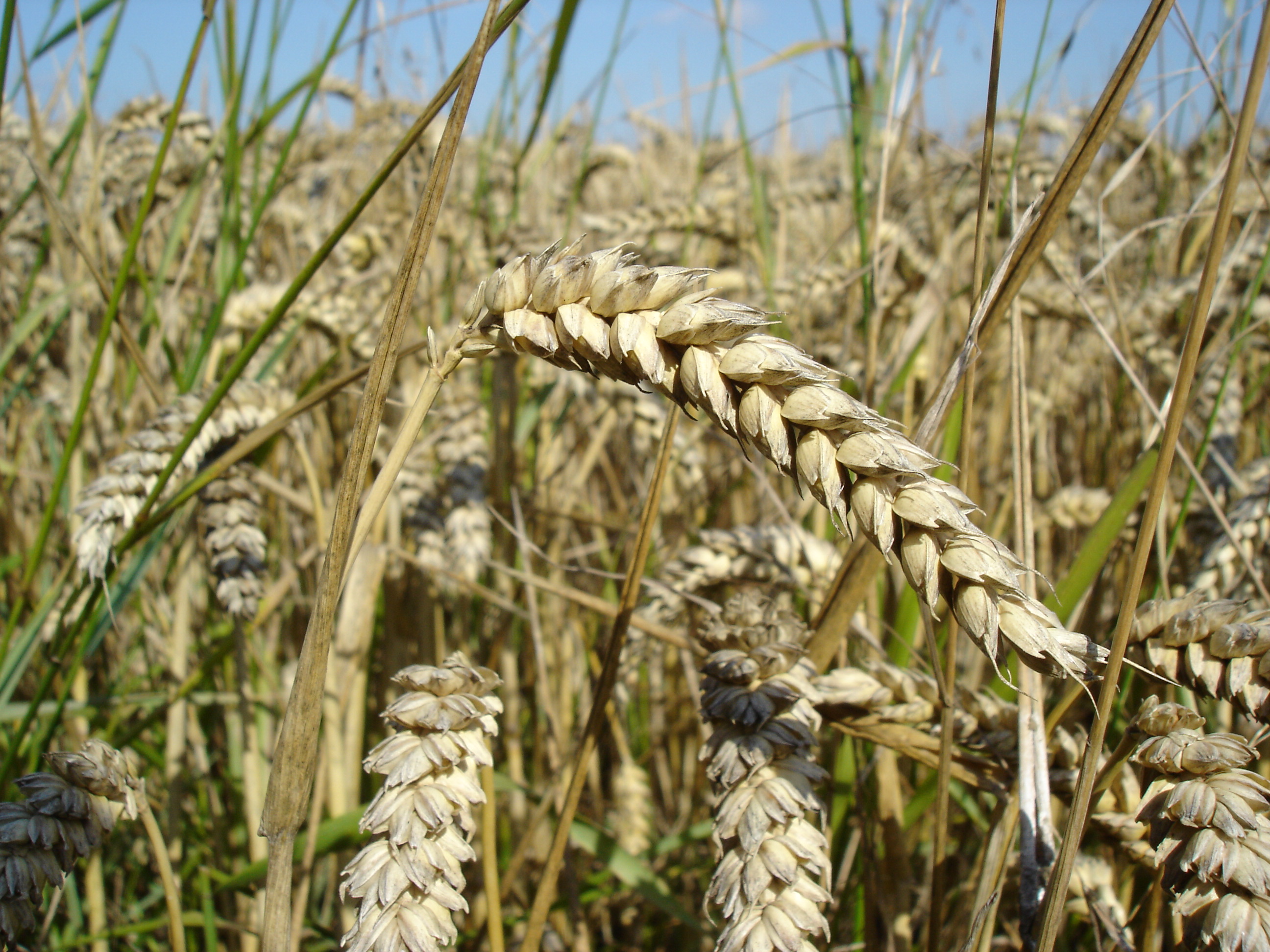Close-up of wheat ears, a hexaploid crop produced by whole-genome duplication