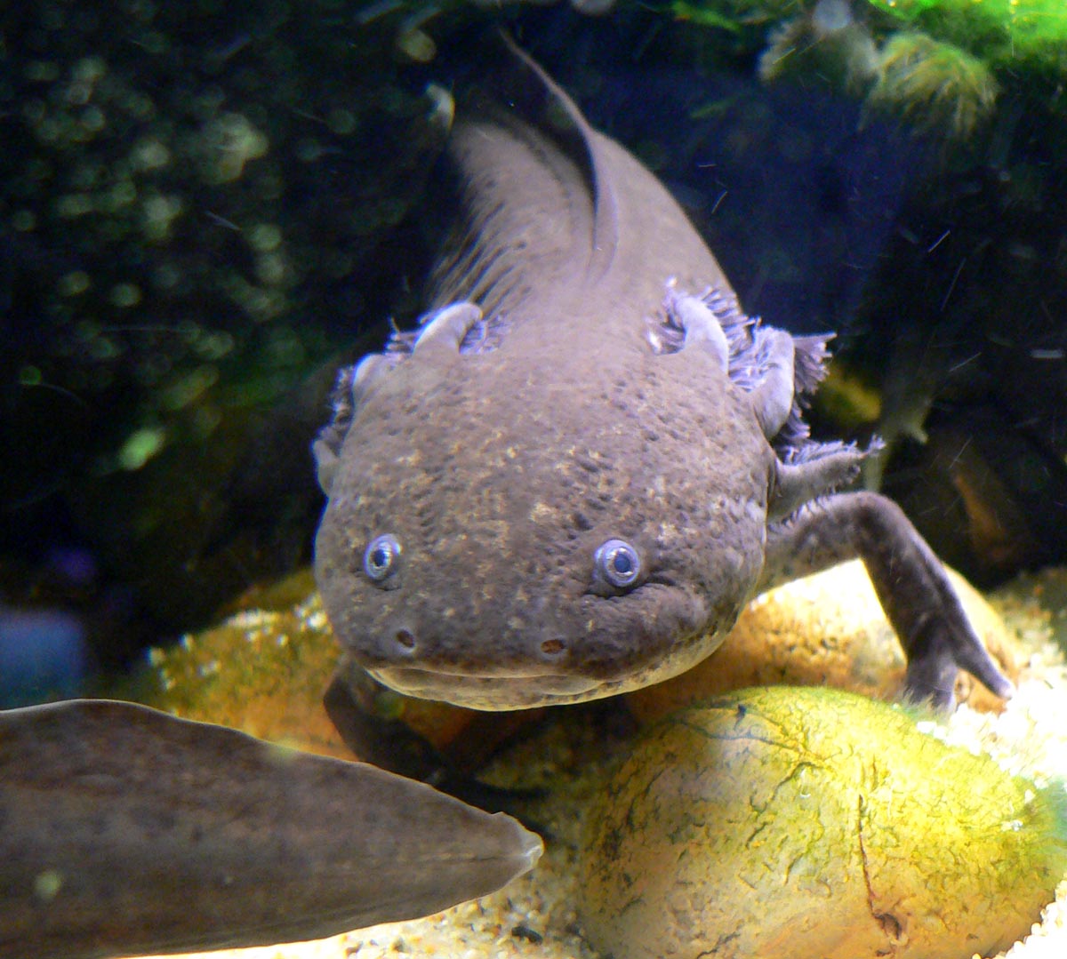Mexican axolotl Ambystoma mexicanum showing external gills and larval body form retained into sexual maturity