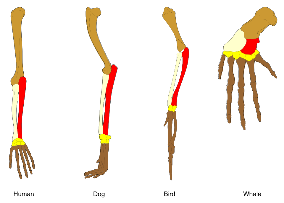 Diagram showing homologous forelimb bones across five vertebrate species: human, cat, whale, bat, and horse, with matching bone elements color-coded