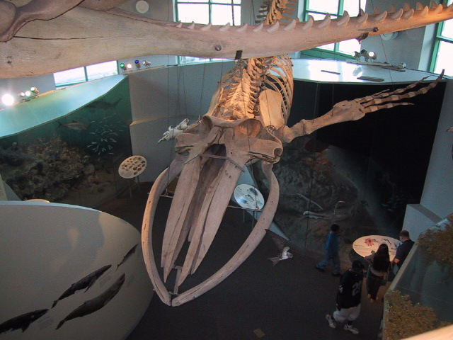 Mounted whale skeleton at a natural history museum, showing the full body with vestigial pelvic and hind-limb bones visible near the tail end