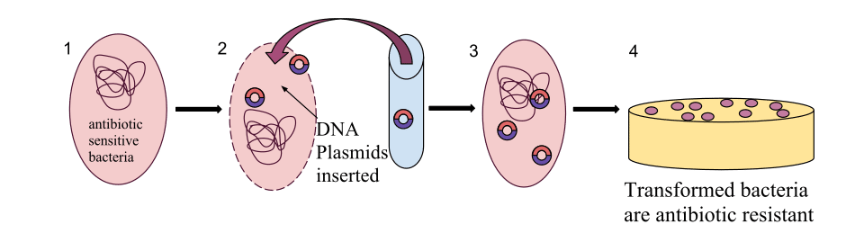 Diagram showing bacterial transformation: a plasmid carrying antibiotic resistance is taken up by a bacterium, which then passes the trait to daughter cells