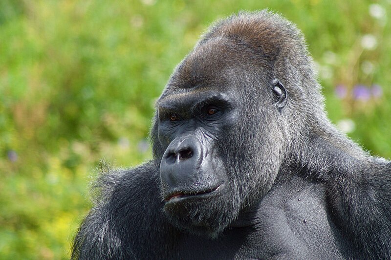 Close-up portrait of a western lowland gorilla silverback at Bristol Zoo looking directly into the camera