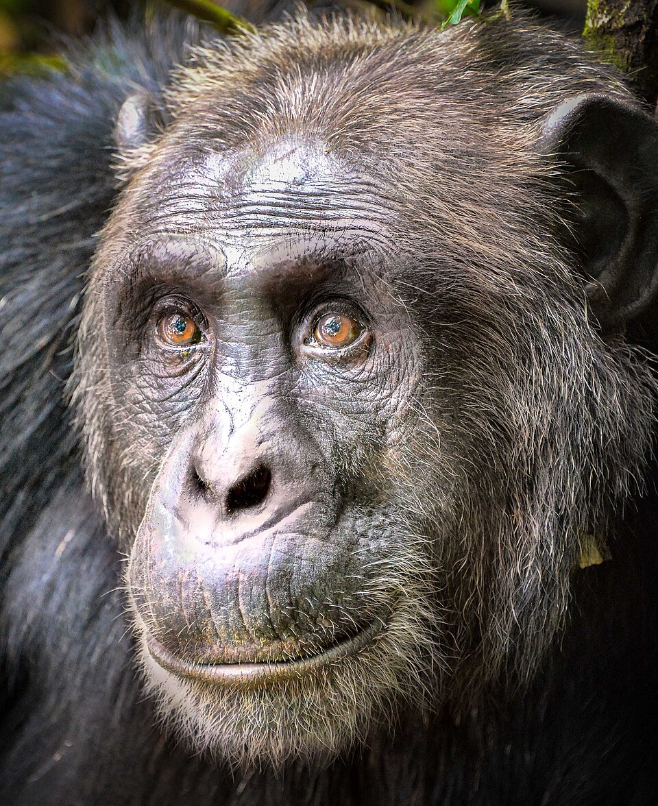 A chimpanzee (Pan troglodytes) in Kibale Forest, Uganda, photographed looking directly at the camera