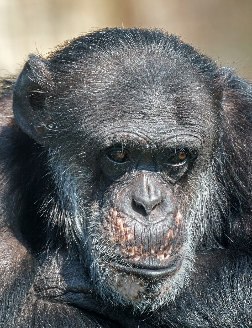 Portrait of a common chimpanzee (Pan troglodytes) at Karlsruhe Zoo, Germany