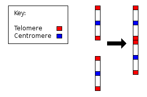 Diagram showing how two ancestral ape chromosomes (2A and 2B) fused end-to-end to form human chromosome 2, with telomere sequences at the fusion site