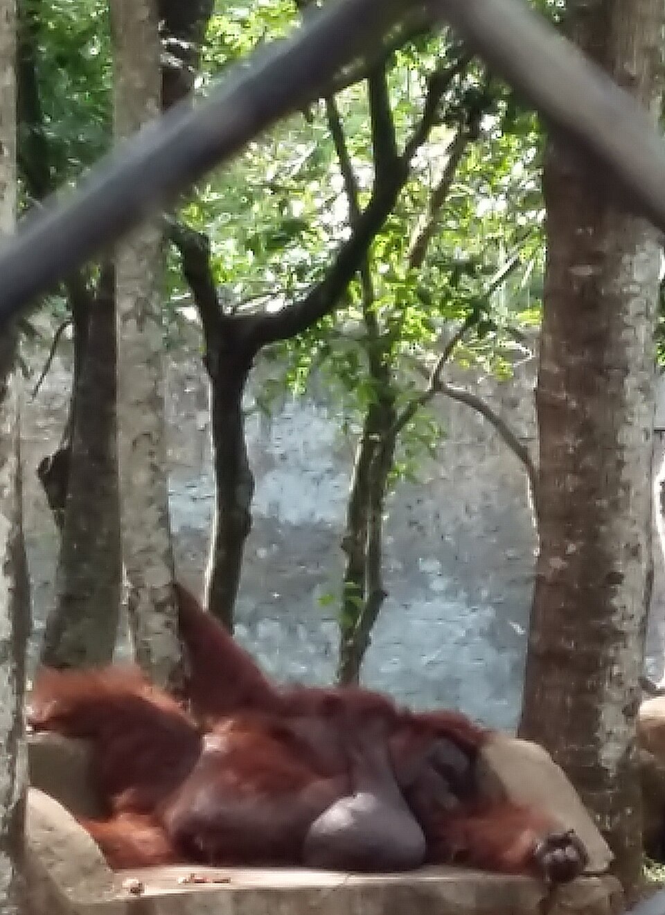 A Bornean orangutan (Pongo pygmaeus), one of the great apes with 48 chromosomes compared to the human complement of 46