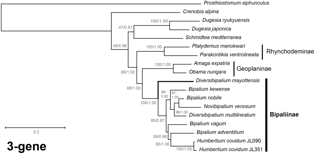 Phylogenetic tree showing discordance between gene trees and species trees