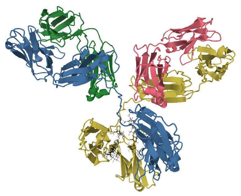 Three-dimensional molecular structure of an IgG1 antibody, showing two light chains and two heavy chains forming a Y-shaped protein