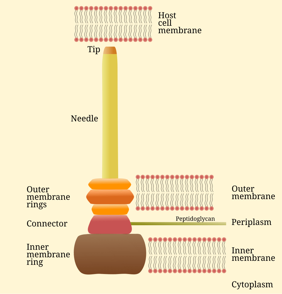 Diagram of the type III secretion system needle complex, a molecular structure that shares homologous proteins with the bacterial flagellum