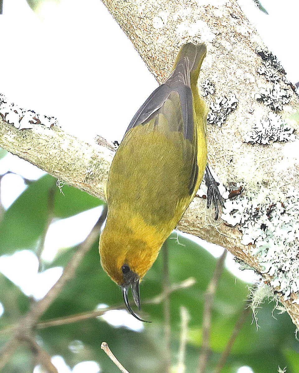 Male Akiapola'au (Hemignathus munroi), a critically endangered Hawaiian honeycreeper with a long curved bill, perched in native forest at Hakalau Forest National Wildlife Refuge