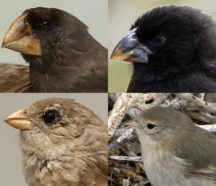 Illustration of four Darwin's finches showing variation in beak size and shape across species adapted to different diets