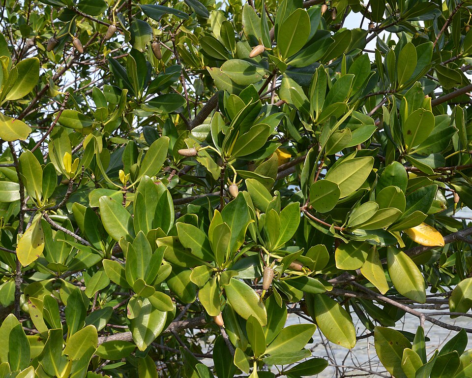 Red mangrove trees (Rhizophora mangle) standing in shallow coastal water in Florida