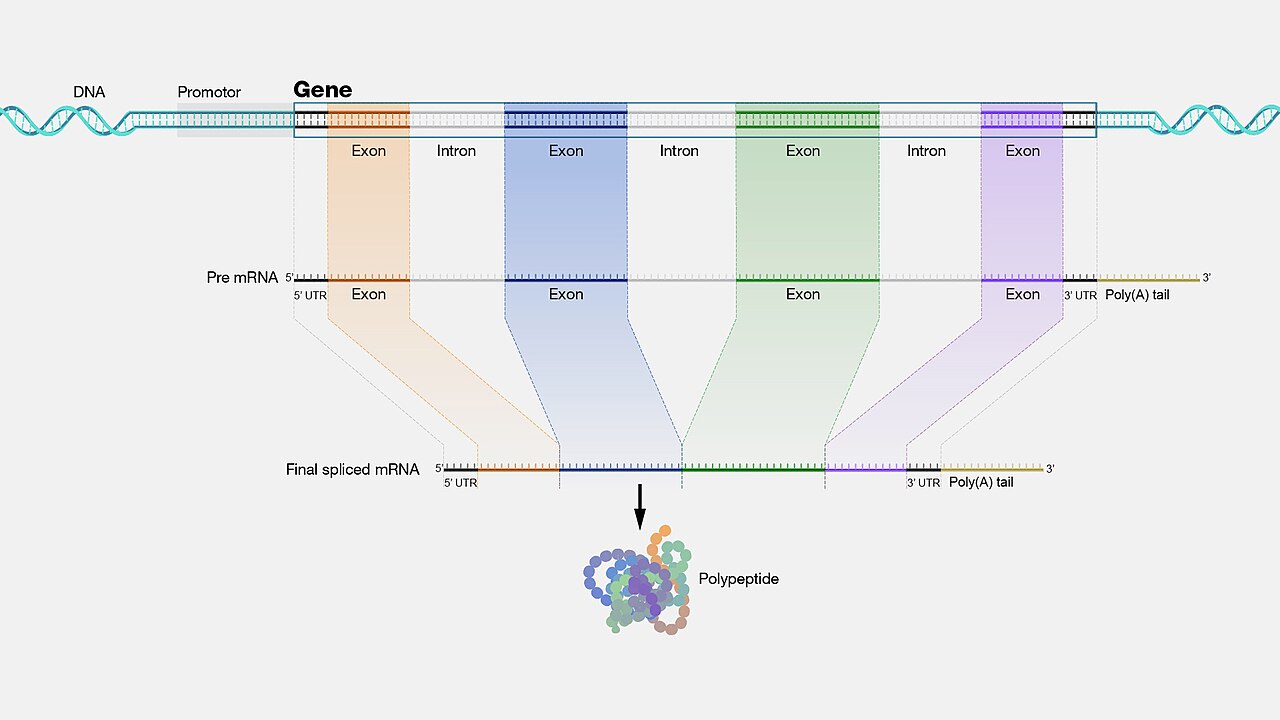 Illustration related to junk dna and genome function