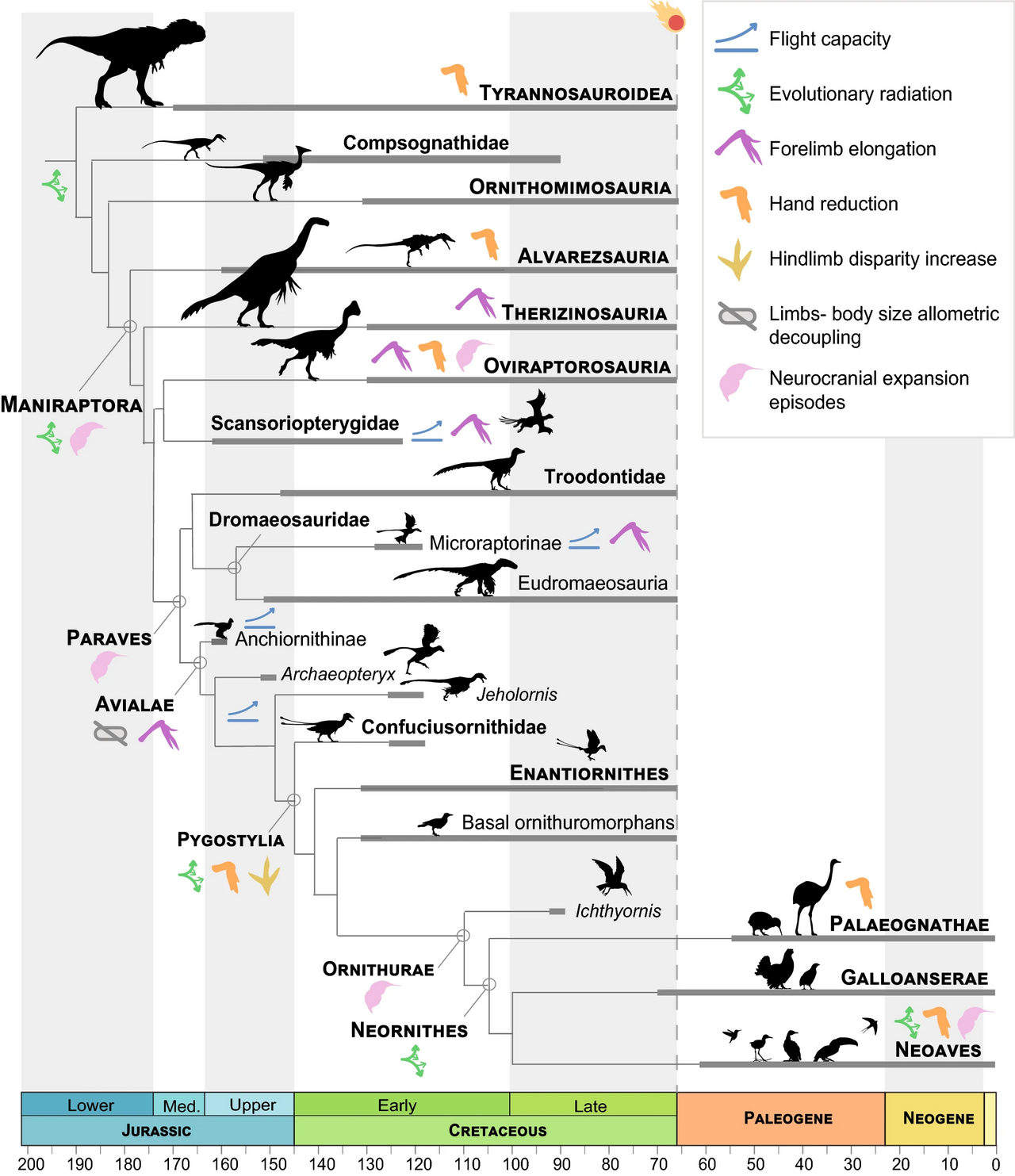 Illustration related to macroevolution