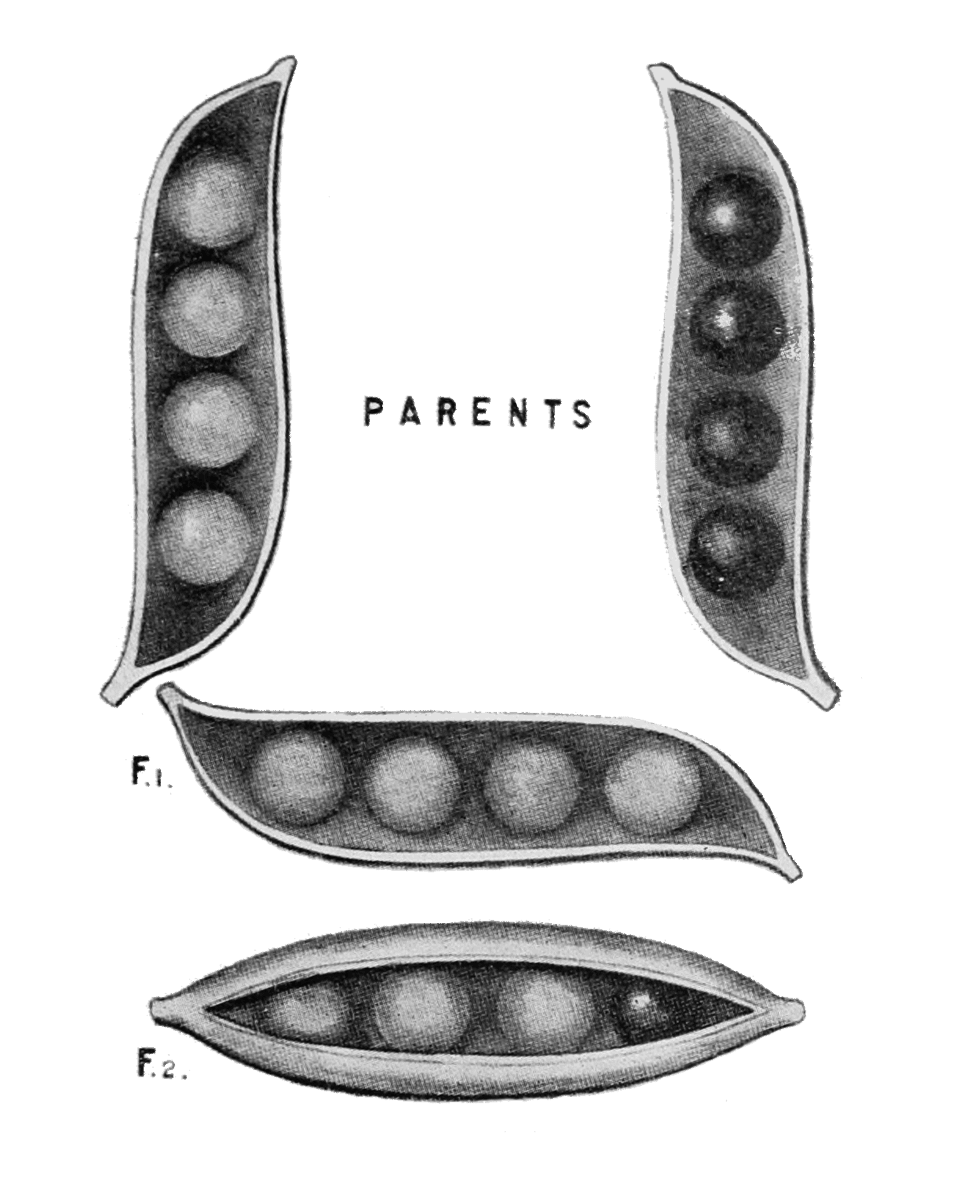 Illustration of Mendelian ratios showing the results of crossing yellow and green peas across two generations, demonstrating the 3:1 dominant-to-recessive ratio