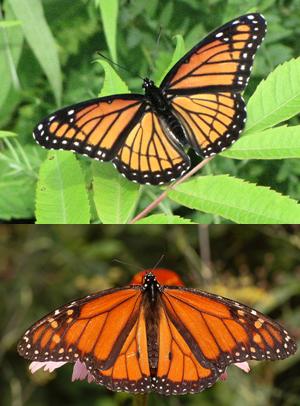 Possibly the most well known example of en:Müllerian mimicry, the en:Viceroy butterfly and the Monarch butterfly