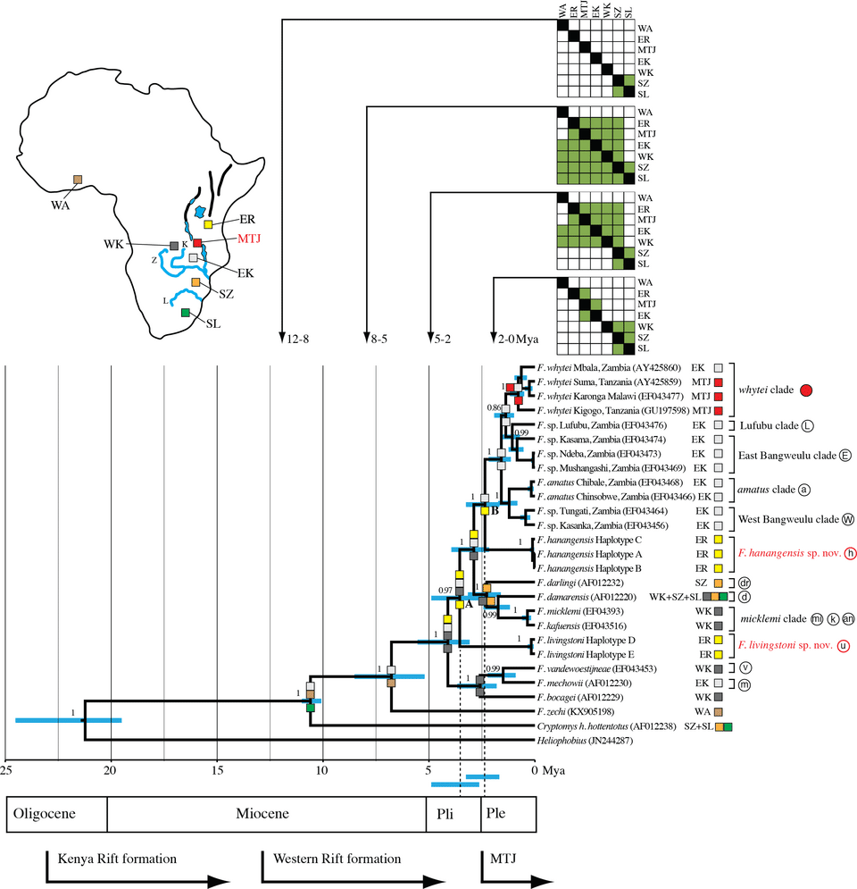 Molecular clock phylogeny of Fukomys mole-rats showing dated divergence times calibrated against geological events