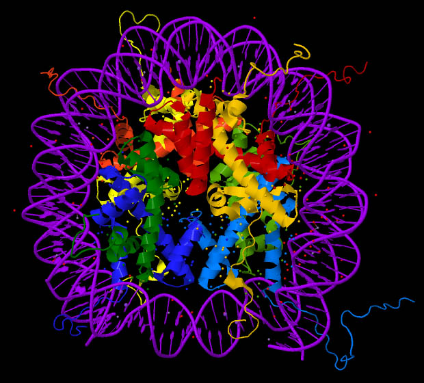 Crystal structure of the nucleosome core particle showing histone proteins H2A, H2B, H3, and H4 wrapped by DNA