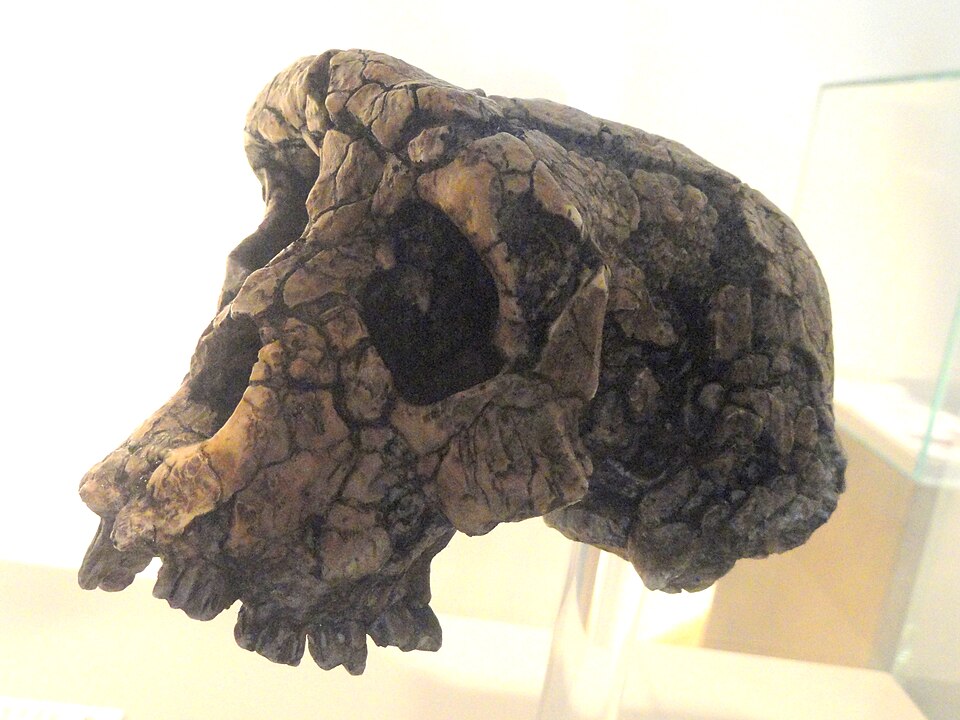 Cast of the Sahelanthropus tchadensis skull (Toumaï), approximately 6–7 million years old, on display at Naturmuseum Senckenberg