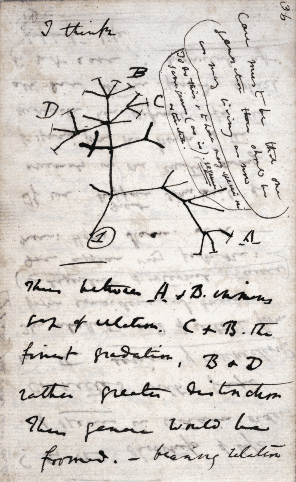Charles Darwin's 1837 sketch of a branching evolutionary tree with handwritten notes