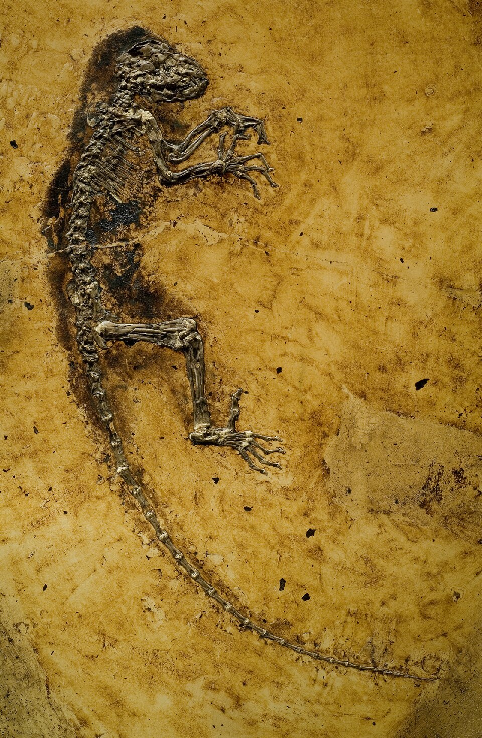 Main slab of the Darwinius masillae fossil (PMO 214.214) from the Messel oil shale pit in Germany, showing a complete Eocene primate skeleton with preserved soft tissue outlines
