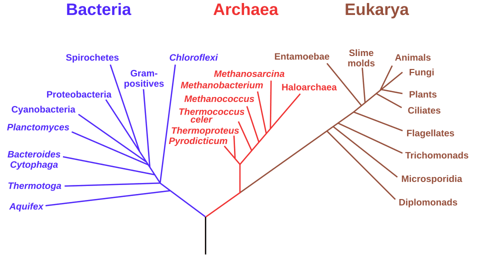 Diagram of the three domains of life — Bacteria, Archaea, and Eukarya — as a branching phylogenetic tree rooted at a universal common ancestor